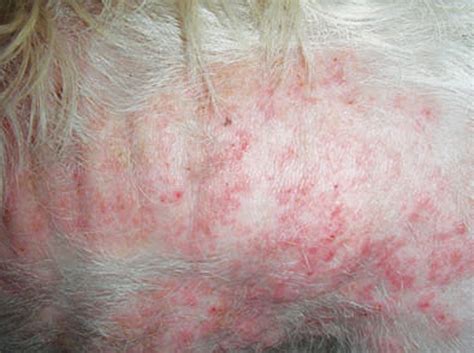 Latest Thinking On Atopic Dermatitis In Cats And Dogs Vet Times