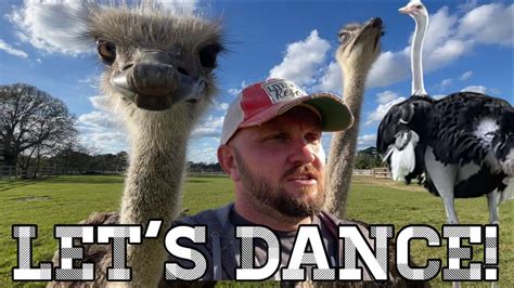 Ostrich Farmer Explains ‘the Dance Youtube