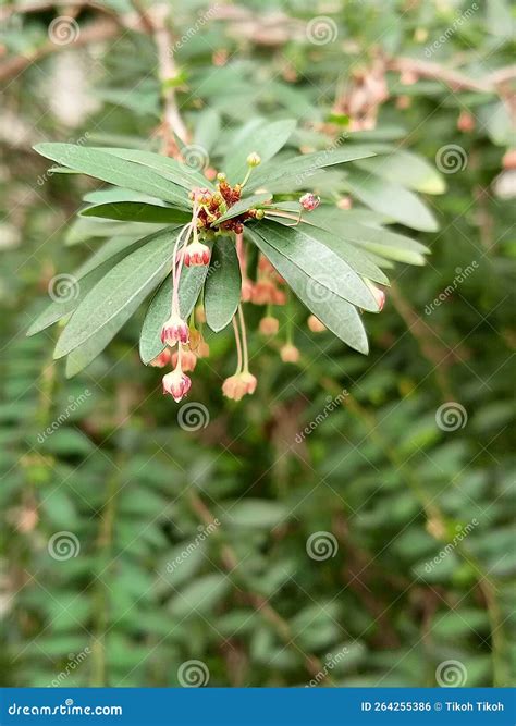 Cendrawasih Flowers Or Phyllanthus Myrtifolius Leaf Are Commonly Used