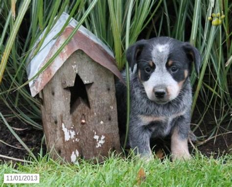 Dad is a red heeler mom is a blue and they are both on the property. Blue Heeler Puppies for Sale | Lancaster Puppies ® | Blue heeler puppies, Heeler puppies ...