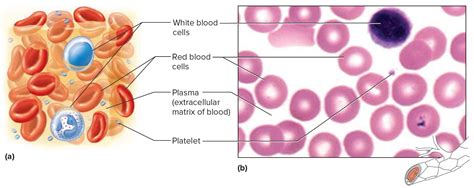 Red Blood Cells Function Causes Of Elevated High Large