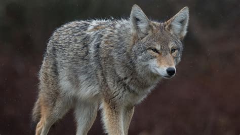 Dhec Two People Exposed To Rabid Coyote In Cayce