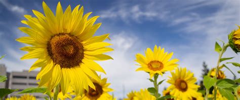 Download Wallpaper 2560x1080 Sunflowers Flowers Petals Field Yellow