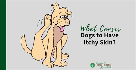 Dog Itchy Skin Causes Of Itchy Skin Problems In Dogs