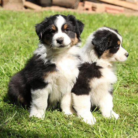 Two Australian Shepherd Puppies Together — Stock Photo © Zuzule 31879059