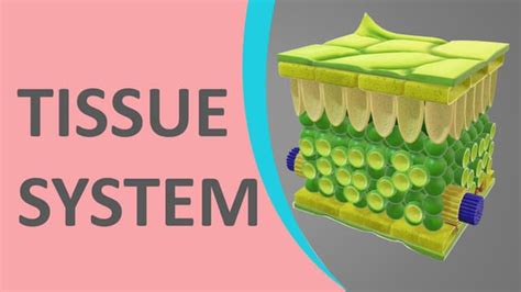 Tissue System Ppt