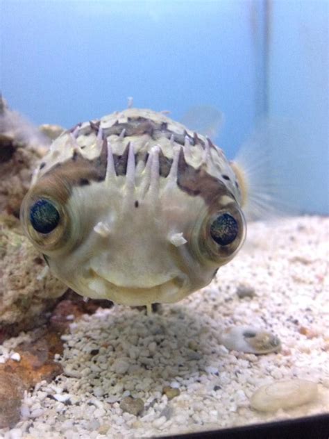 A Happy Fish Sea Creatures Cute Fish Ocean Creatures