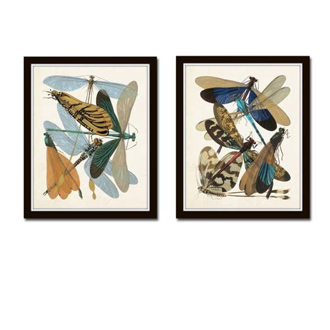 Art Nouveau Dragonfly Print Set No 5 Natural History Print Etsy Fine