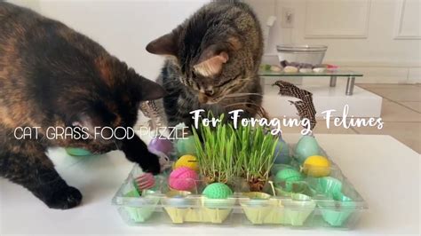 Food puzzles in the news! Cat Grass Food Puzzle For Foraging Felines - YouTube