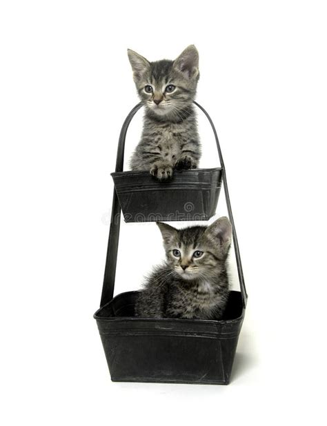 Two Cute Tabby Kittens In Flower Pot Stock Photo Image Of Flower