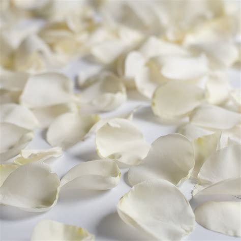 Fresh White Rose Petals Approximately 3000 Units By Inbloom Group