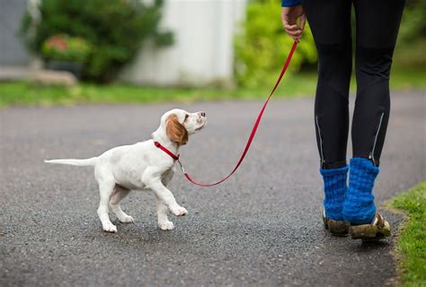 Walk With Puppy Bark Avenue Daycamp