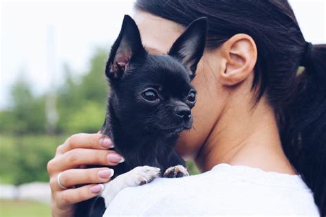 Dog Breed Profiles Getting To Know The Chihuahua Figo