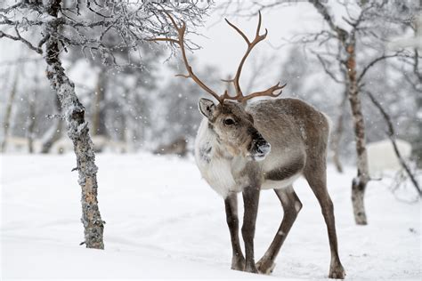 Reindeer Standing In Snow In Winter Landscape Of Finnish Lapland