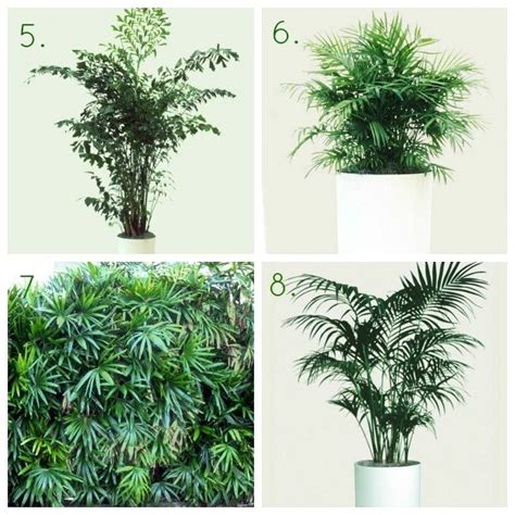 20 Gorgeous Indoor Shade House Plants Full And Partial Shade Indoor