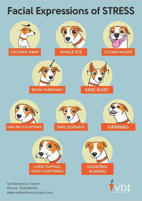 23 How To Understand Your Dog Signs Ideas Dogs Dog Signs Dog Care