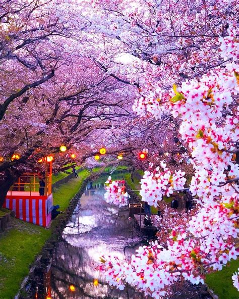 Gambar Bunga Sakura Di Jepang Foto Modis