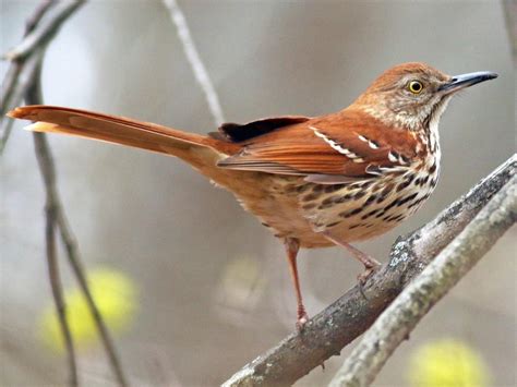 The name sparrow is most firmly attached to birds of the old world family passeridae (order passeriformes). NestWatch