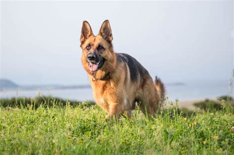 About The Breed German Shepherd Highland Canine Training Ph