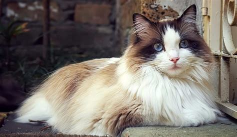 Gato Ragdoll Características Y Cuidados De La Raza De Gato