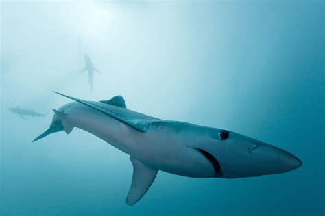 Blue Sharks Photograph By Mike Korostelev National Geographic Your