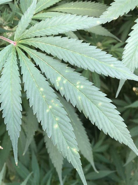 Outdoor Spots And Some Milky White Stuff On Leaves Cannabis Infirmary
