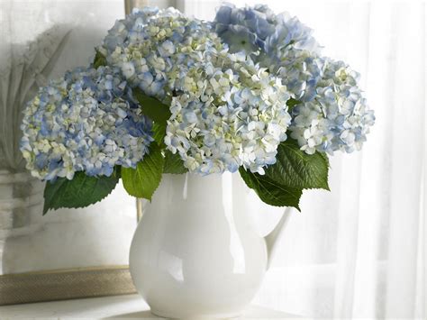 Hydrangea Wallpapers And Images Wallpapers Pictures Photos