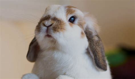 Why Do Rabbits Wiggle Their Noses Nose Wiggling Meaning Usa Rabbit