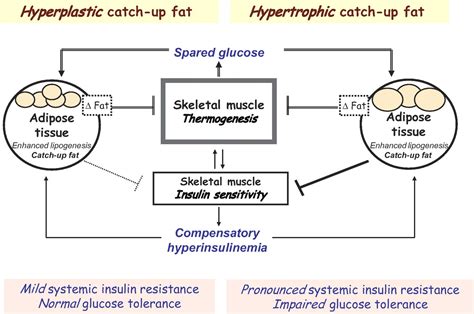 Adipose Tissue Plasticity In Catch Upgrowth Trajectories
