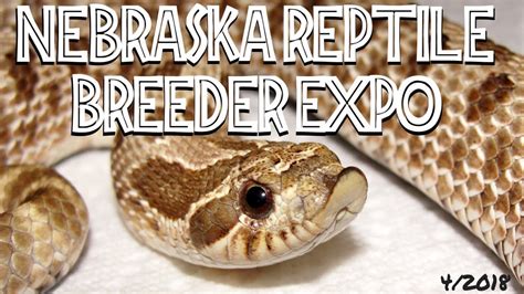 Omaha Nebraska Reptile Breeder Expo 2018 🐍🦎🐸🕷️ Youtube