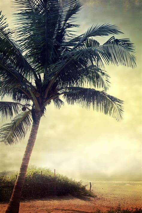 49 Palm Tree Iphone Wallpaper Wallpapersafari