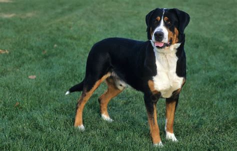 Greater Swiss Mountain Dog Breed Information