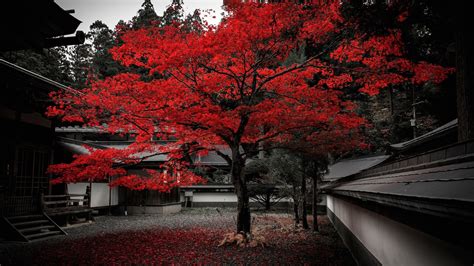 Building Sky Japan Fall Wall Leaves Red Leaves Rooftops Plants