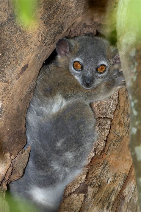 White Footed Sportive Lemur Stock Image Z9060076 Science Photo