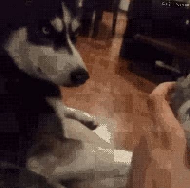 Jealous Husky Gif WiffleGif