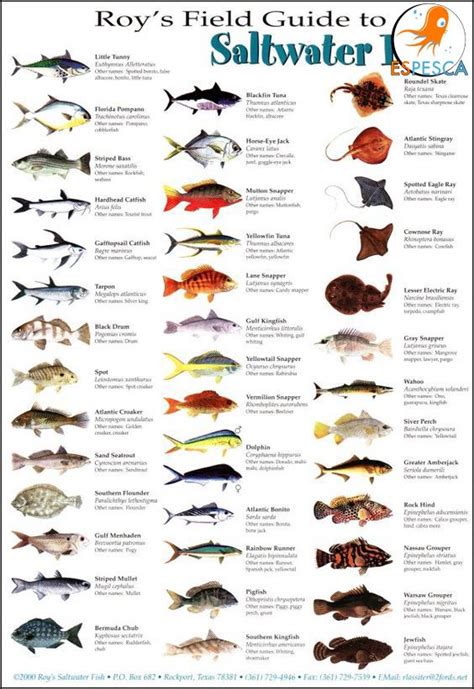 Fish Size Chart Florida