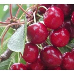 The unn cerisier is fleet support ship of the united nations navy. Cerisier Early Rivers, la vraie cerise.