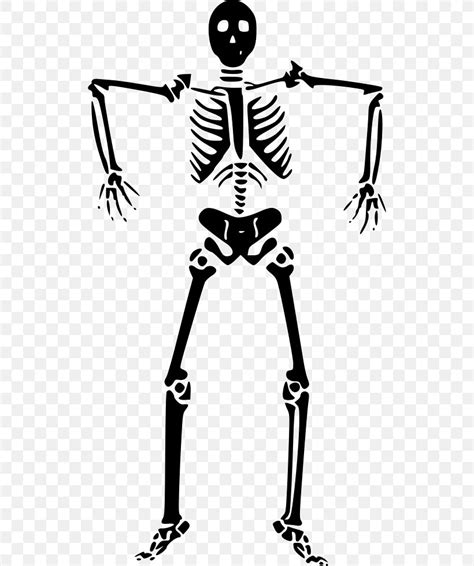 Vector Graphics Clip Art Human Skeleton Bone Png 516x980px Human
