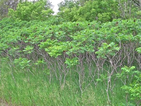 Sumac trees have many positives to recommend them including beautiful fall color. Foraging Texas: Sumac