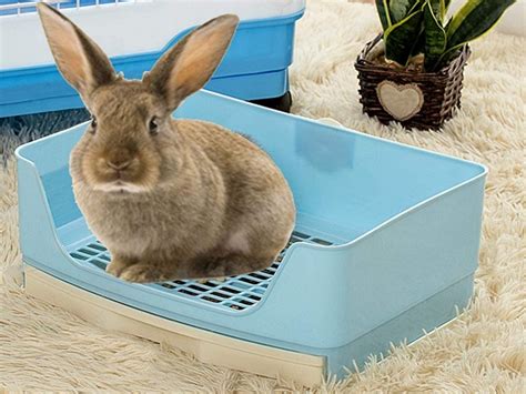 Best 6 Rabbit Cage Litter Box Setups Every Bunny Will Love