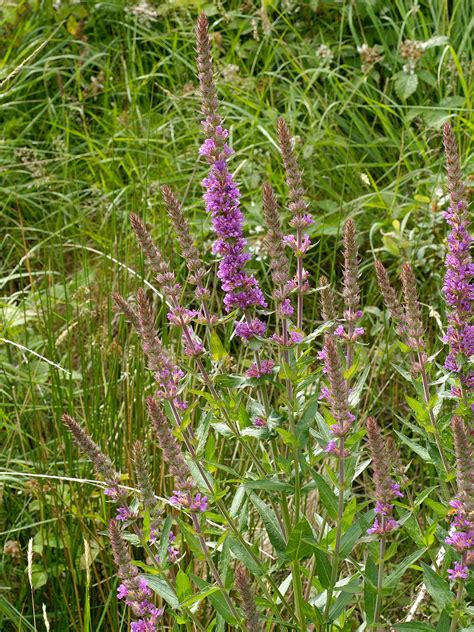 Purple Loosestrife Native British Wildflower Plug Plants