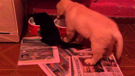 Lalla E Morcego Puppy Golden Retriever And A Little Black Cat Youtube