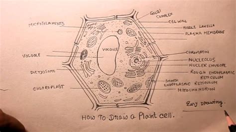 How To Draw Plant Cell Easydiagram Of Plant Celldraw Plant Cell Class