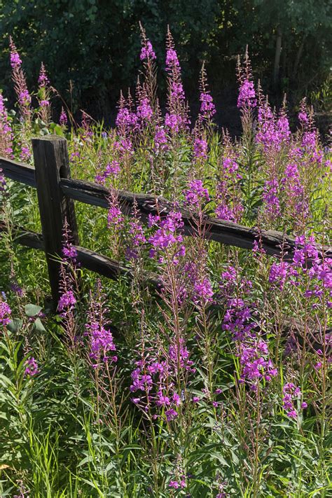 Fireweed Chamerion Angustifolium Photograph By Doug Lindstrand Pixels