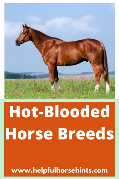 7 Different Types Of Horses Descriptions And Popular Breeds Horse