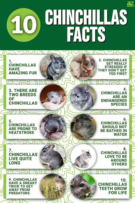 10 Incredible Chinchilla Facts A Z Animals
