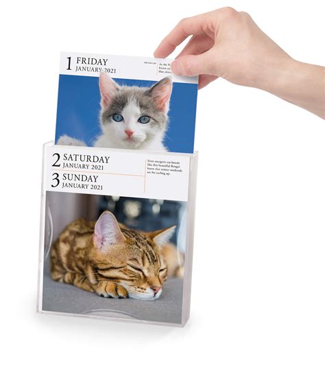 In 2021 international cat day is on august 8th (sunday). Calendar 2021 - Cat Page-A-Day Gallery - Workman Publishing