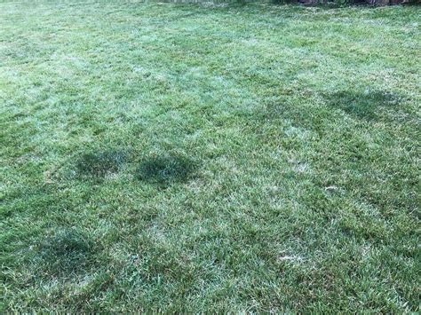 What Are These Dark Patches On My Lawn Lawncare