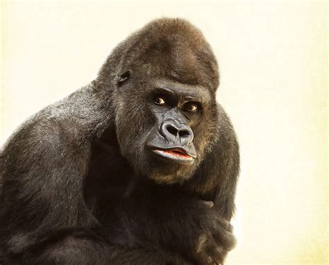 How Strong Are Silverback Gorillas Full Info Strength Simply