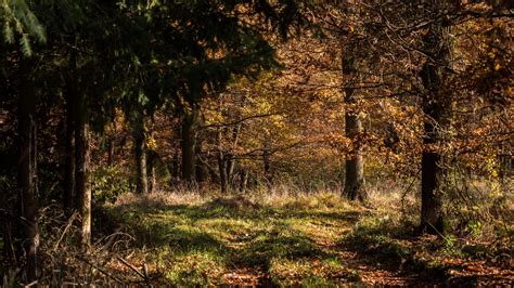 Download Wallpaper 1600x900 Forest Leaves Trees Autumn Rays